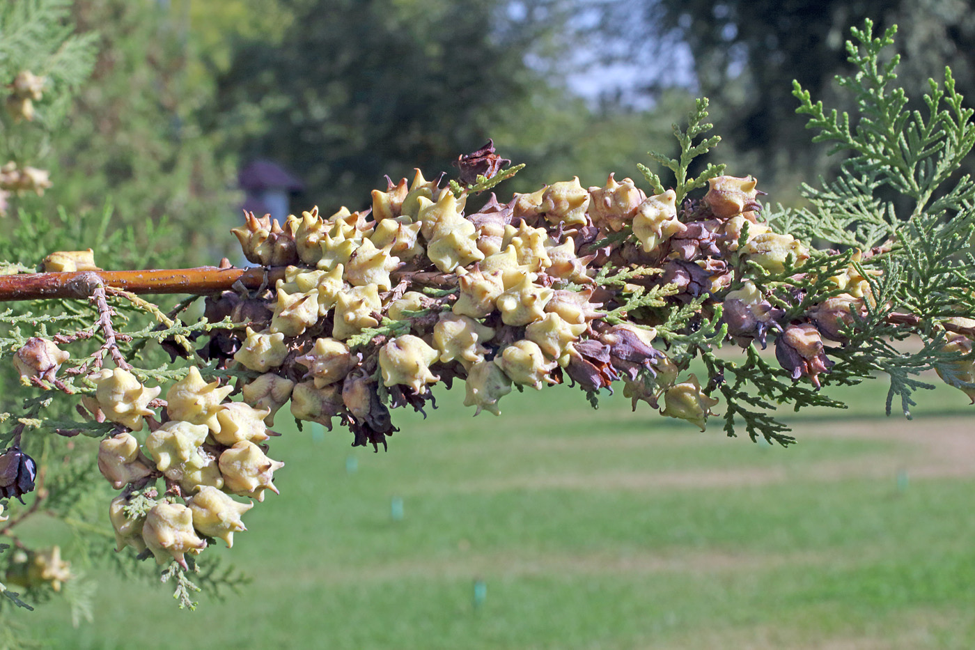 Изображение особи Platycladus orientalis.