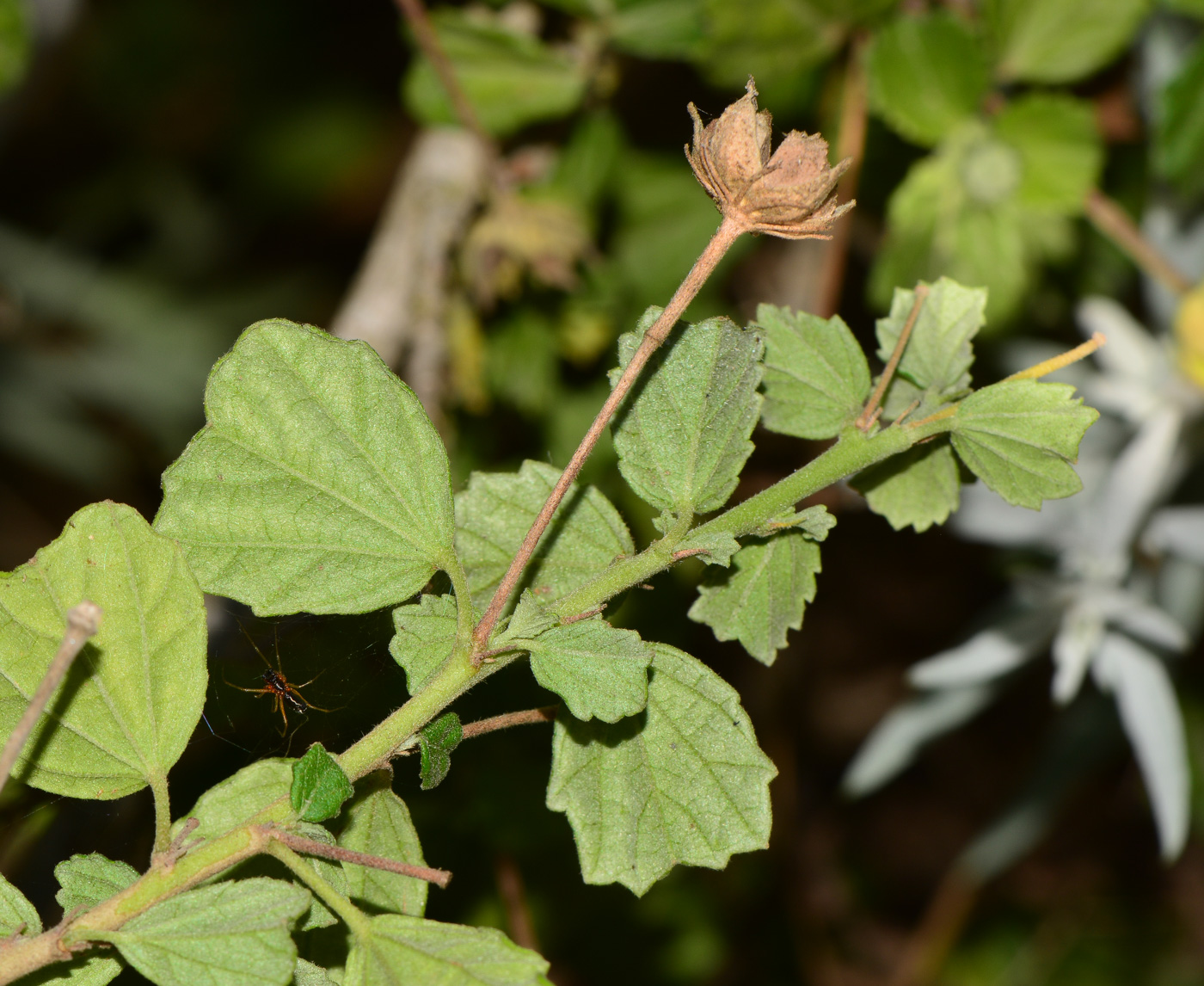 Image of Pavonia praemorsa specimen.