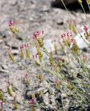 genus Scutellaria