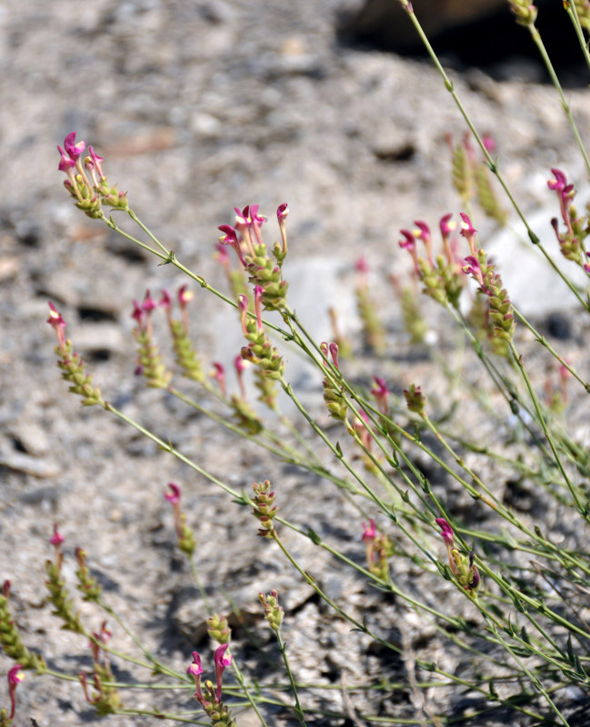 Image of genus Scutellaria specimen.