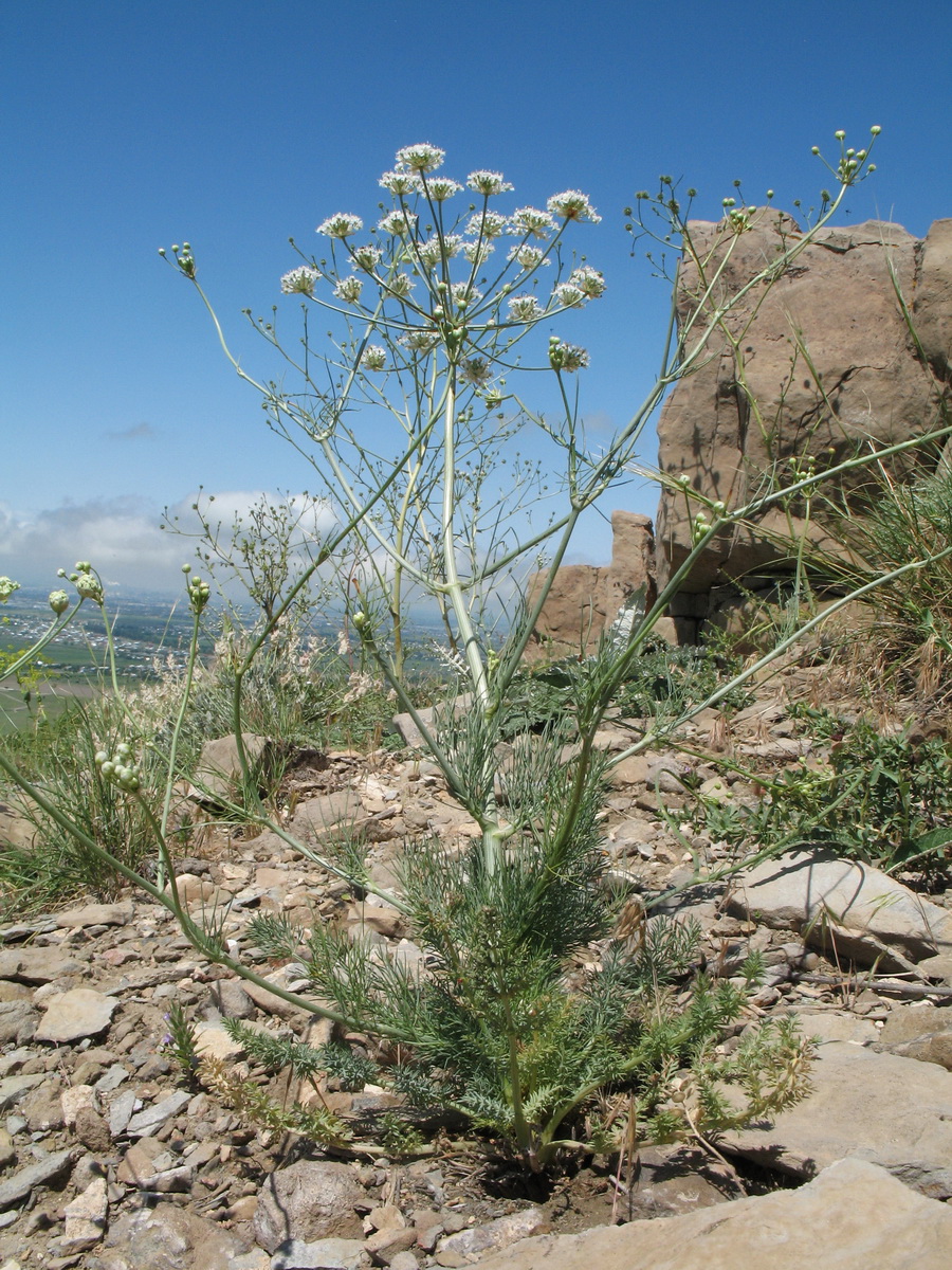 Изображение особи Schtschurowskia margaritae.