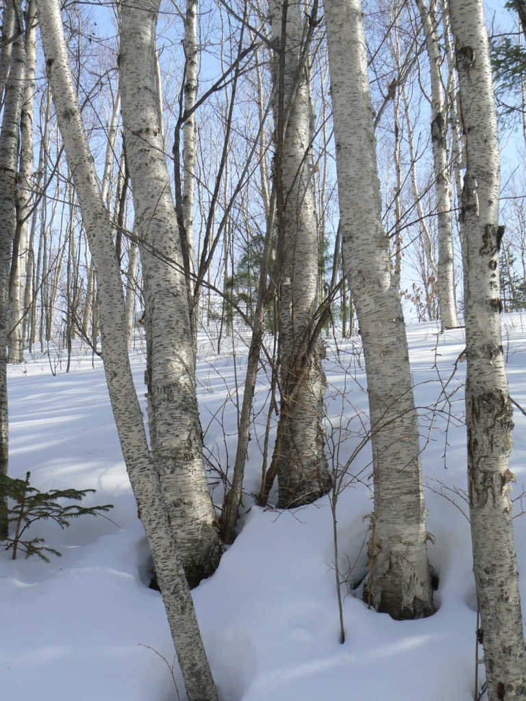 Изображение особи Betula lanata.