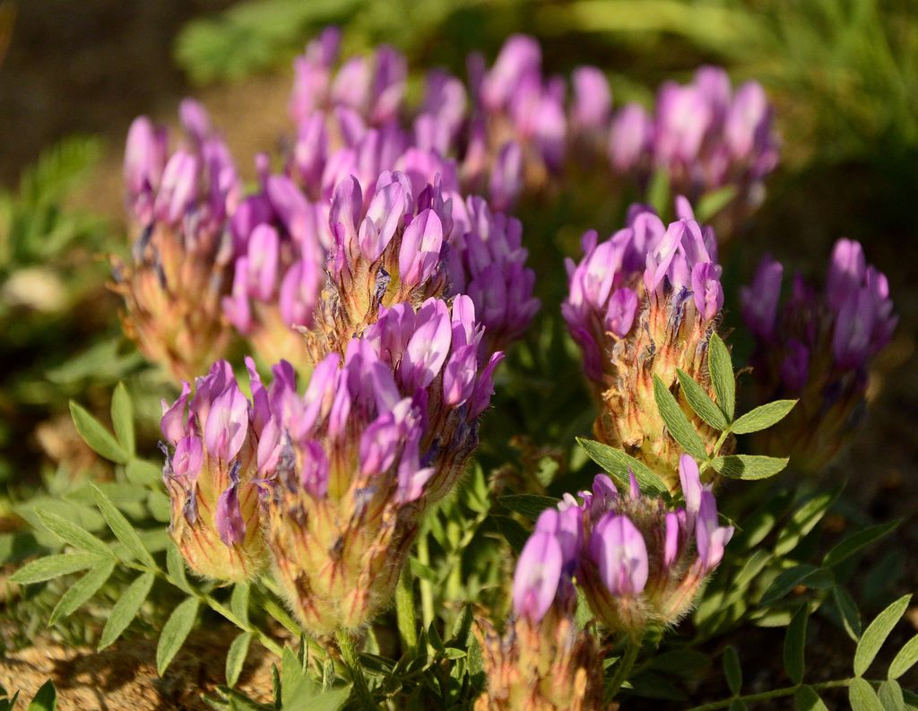 Изображение особи Astragalus laguroides.