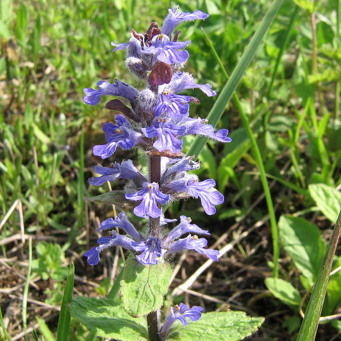 Image of Ajuga reptans specimen.