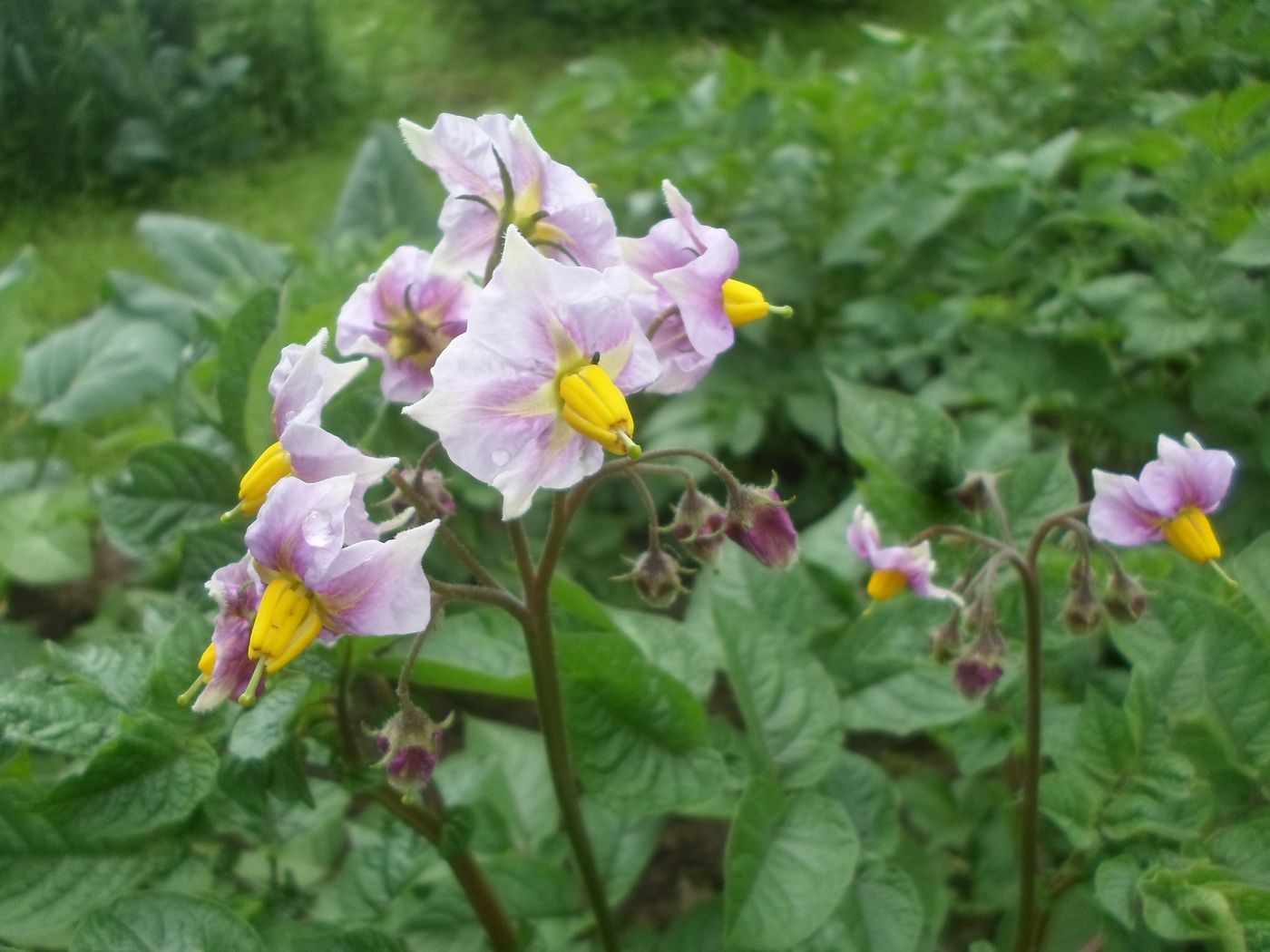 Изображение особи Solanum tuberosum.