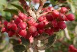 Pistacia lentiscus