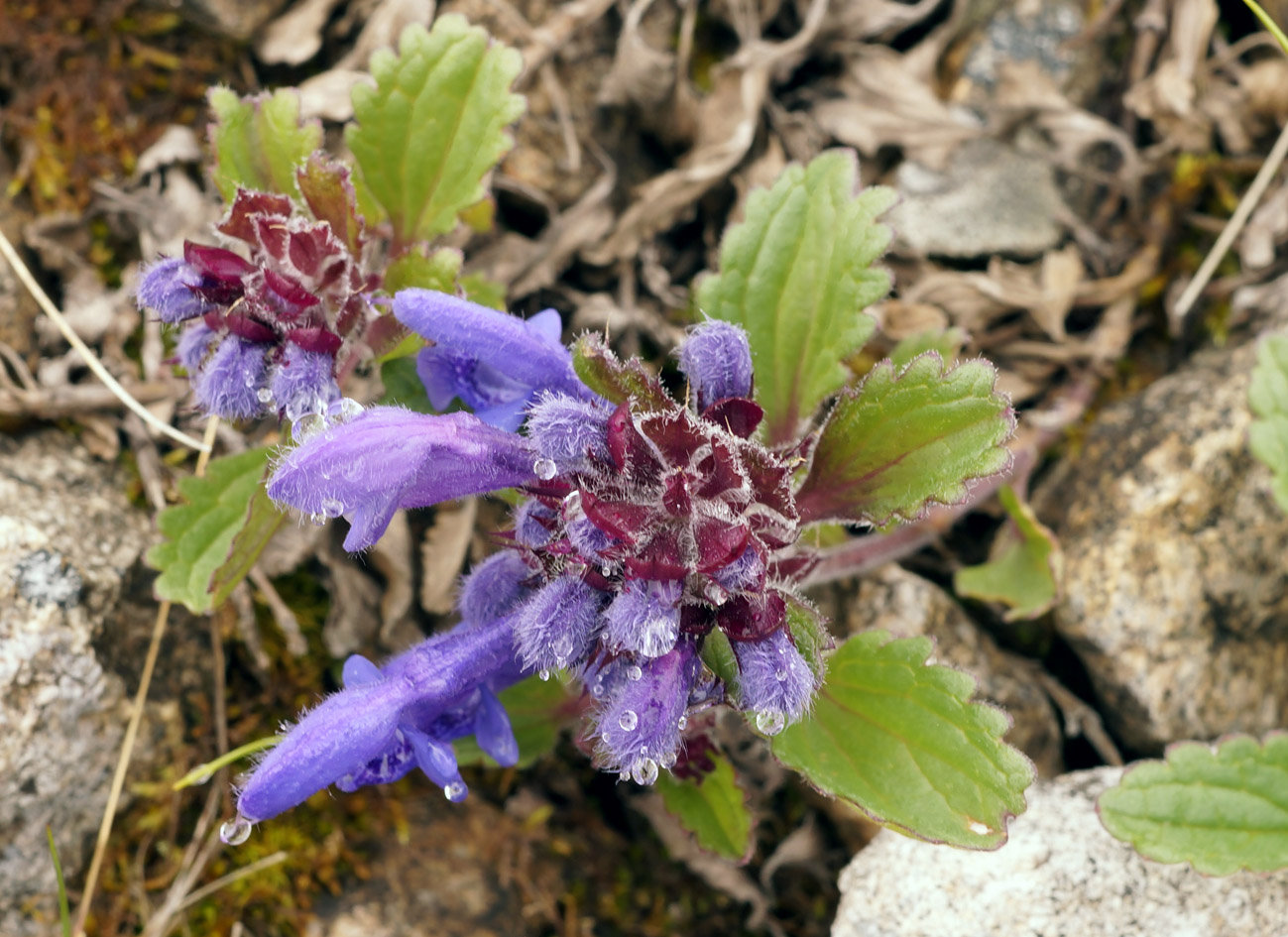 Изображение особи Dracocephalum stellerianum.