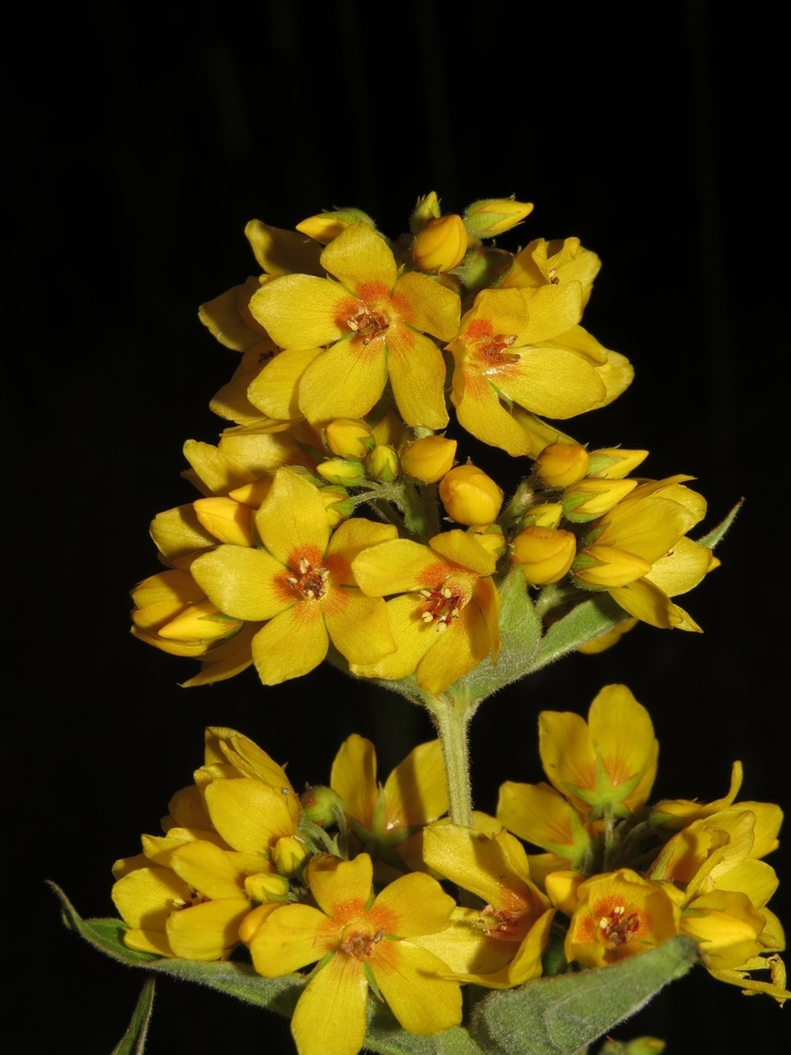 Image of Lysimachia vulgaris specimen.