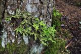 Lobaria pulmonaria