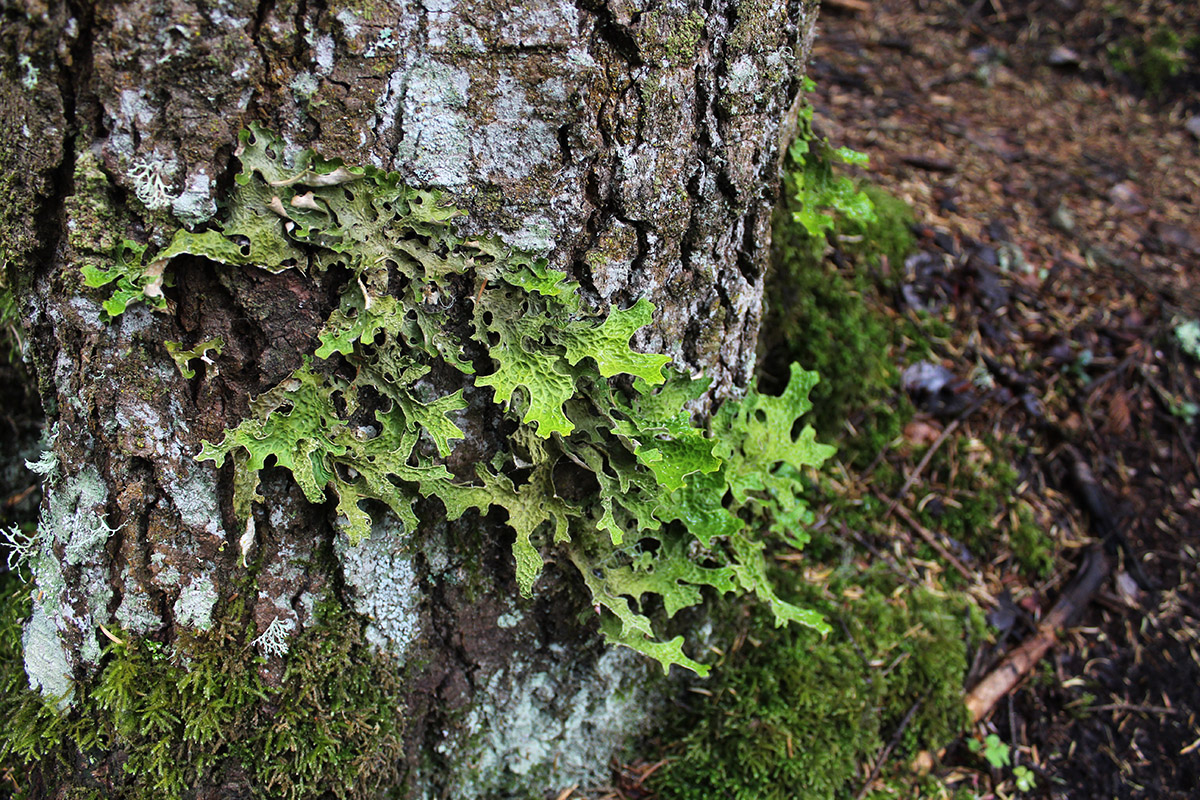 Image of Lobaria pulmonaria specimen.