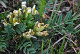 Oxytropis caespitosa. Побеги с соцветиями и формирующимися плодами. Монголия, аймак Уверхангай, восточные отроги хребта Хангай, ≈ 2100 м н.у.м., горная степь. 05.06.2017.