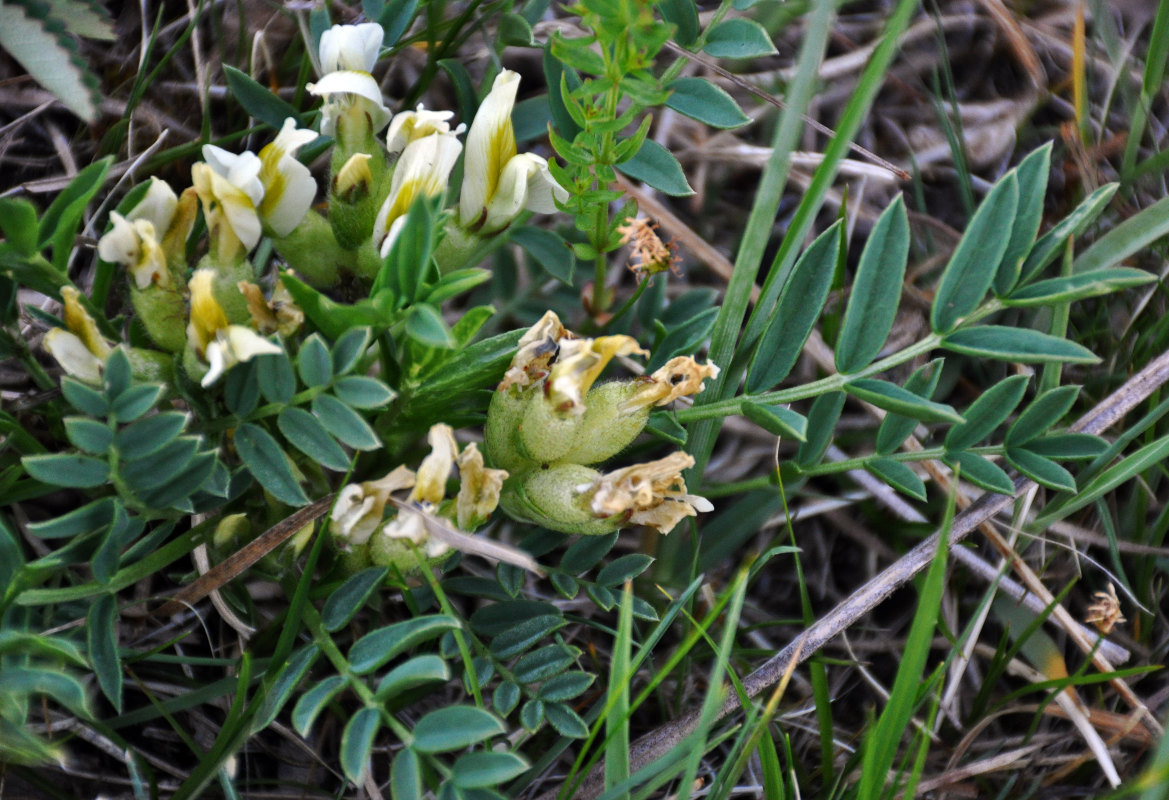 Изображение особи Oxytropis caespitosa.