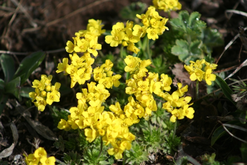 Image of Draba bruniifolia specimen.