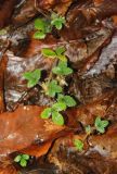 Potentilla micrantha