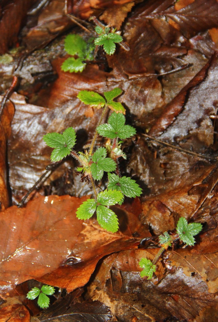 Image of Potentilla micrantha specimen.