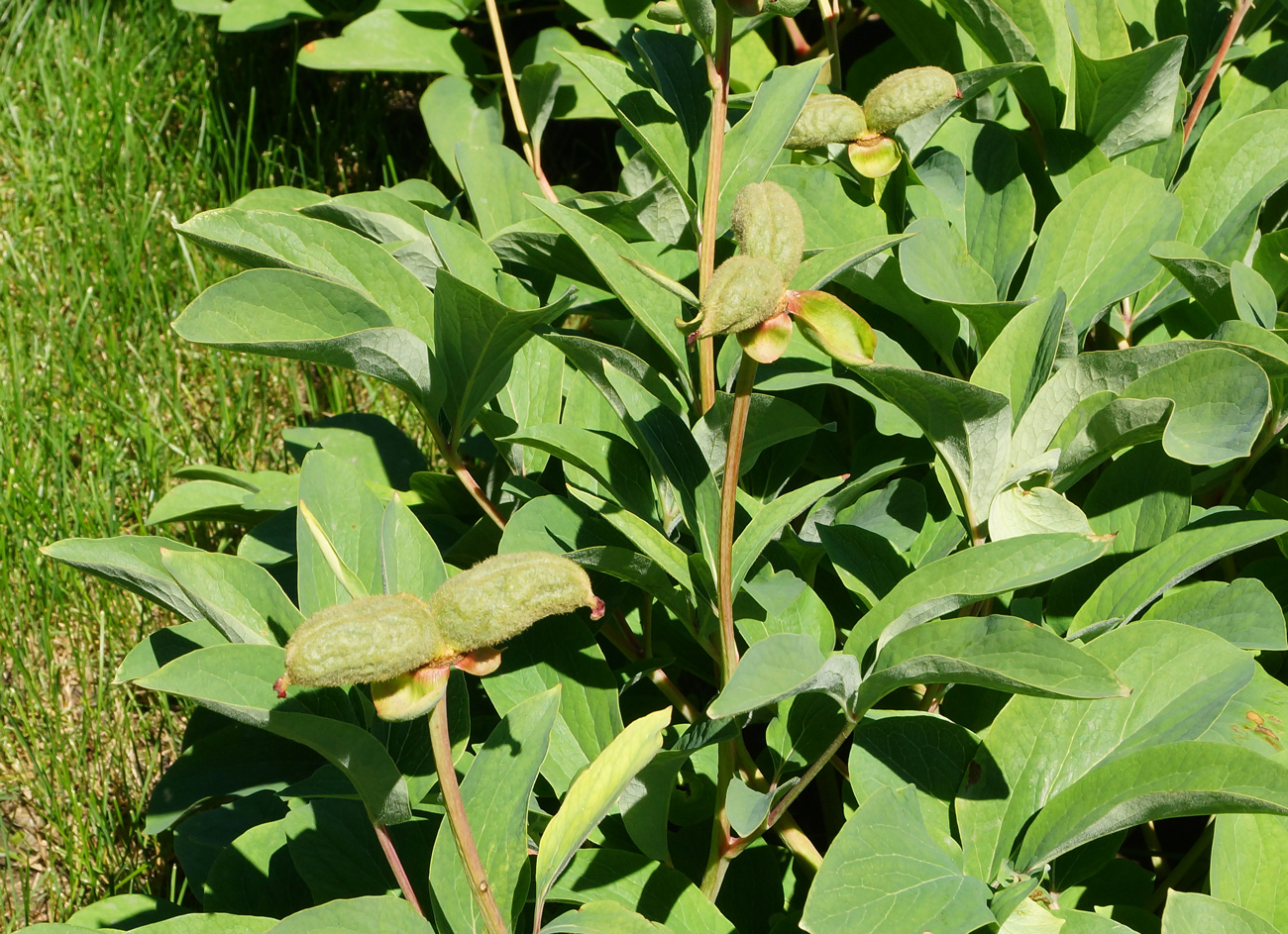 Изображение особи Paeonia mlokosewitschii.