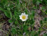 Dryas caucasica