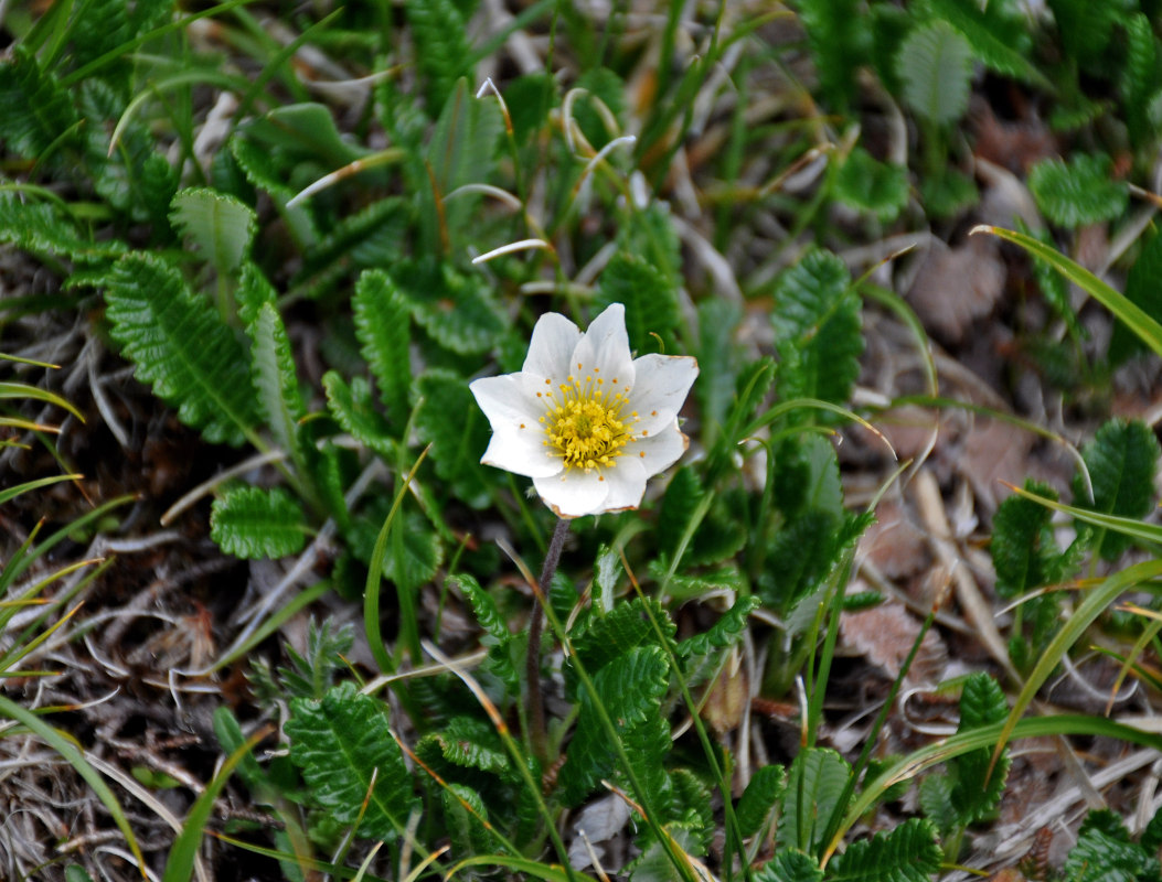 Изображение особи Dryas caucasica.