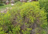 Euryops virgineus