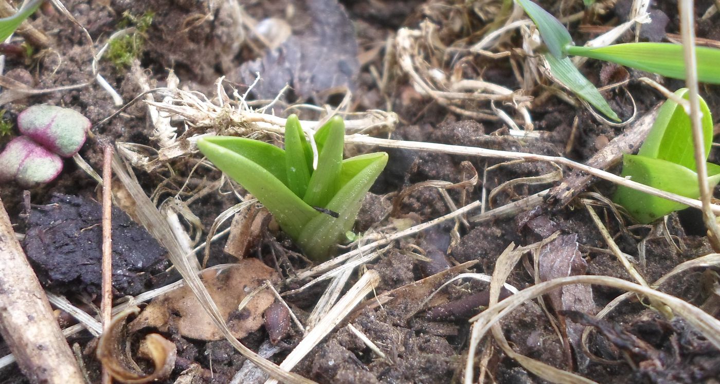 Изображение особи Dactylorhiza incarnata.