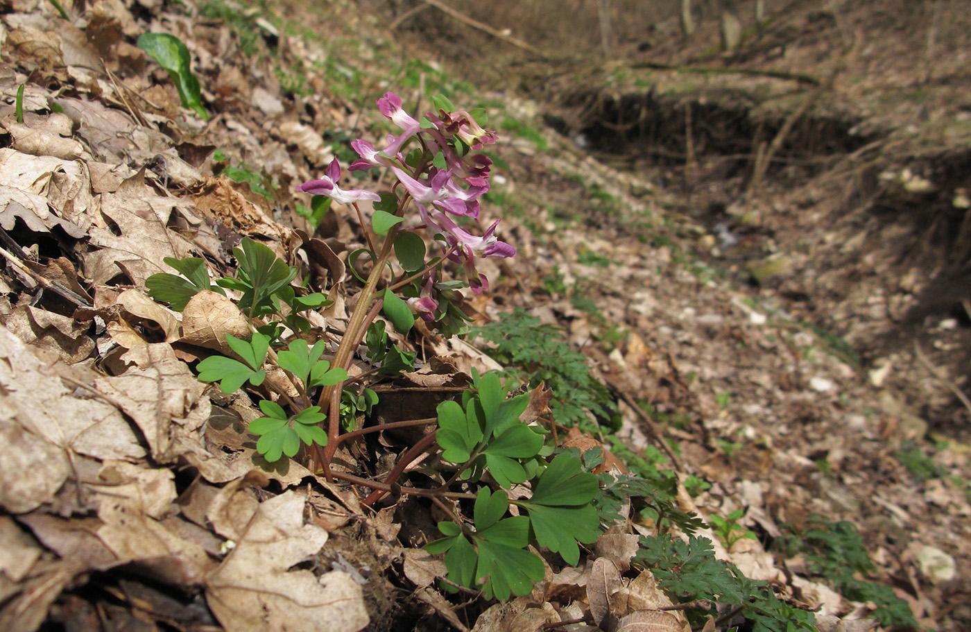 Изображение особи Corydalis caucasica.