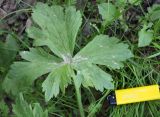 Ranunculus constantinopolitanus. Типичный прикорневой лист. Ширина - около 18 см. Крым, Бахчисарайский р-н, окр. c. Трудолюбовка, лес у подножия горы Кызыл-Чагир. 05.05.2010.