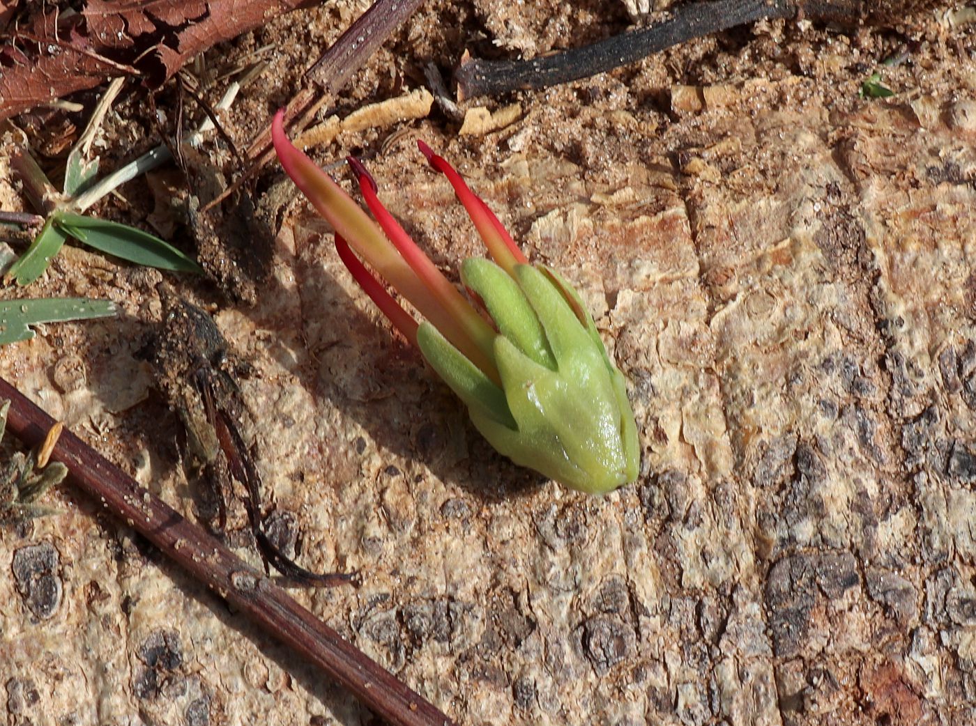 Image of Acrocarpus fraxinifolius specimen.