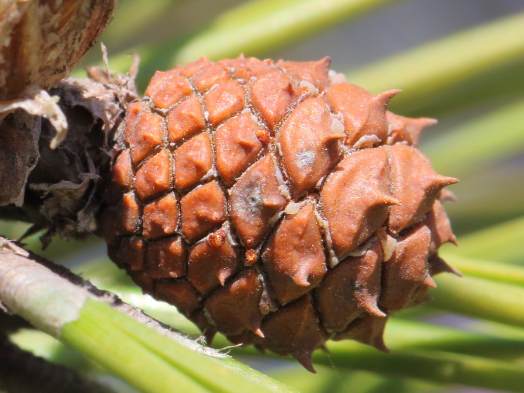 Image of genus Pinus specimen.
