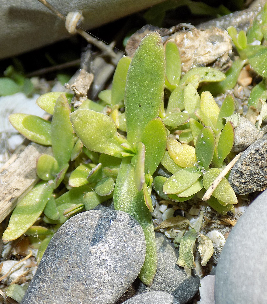 Image of Gypsophila perfoliata specimen.