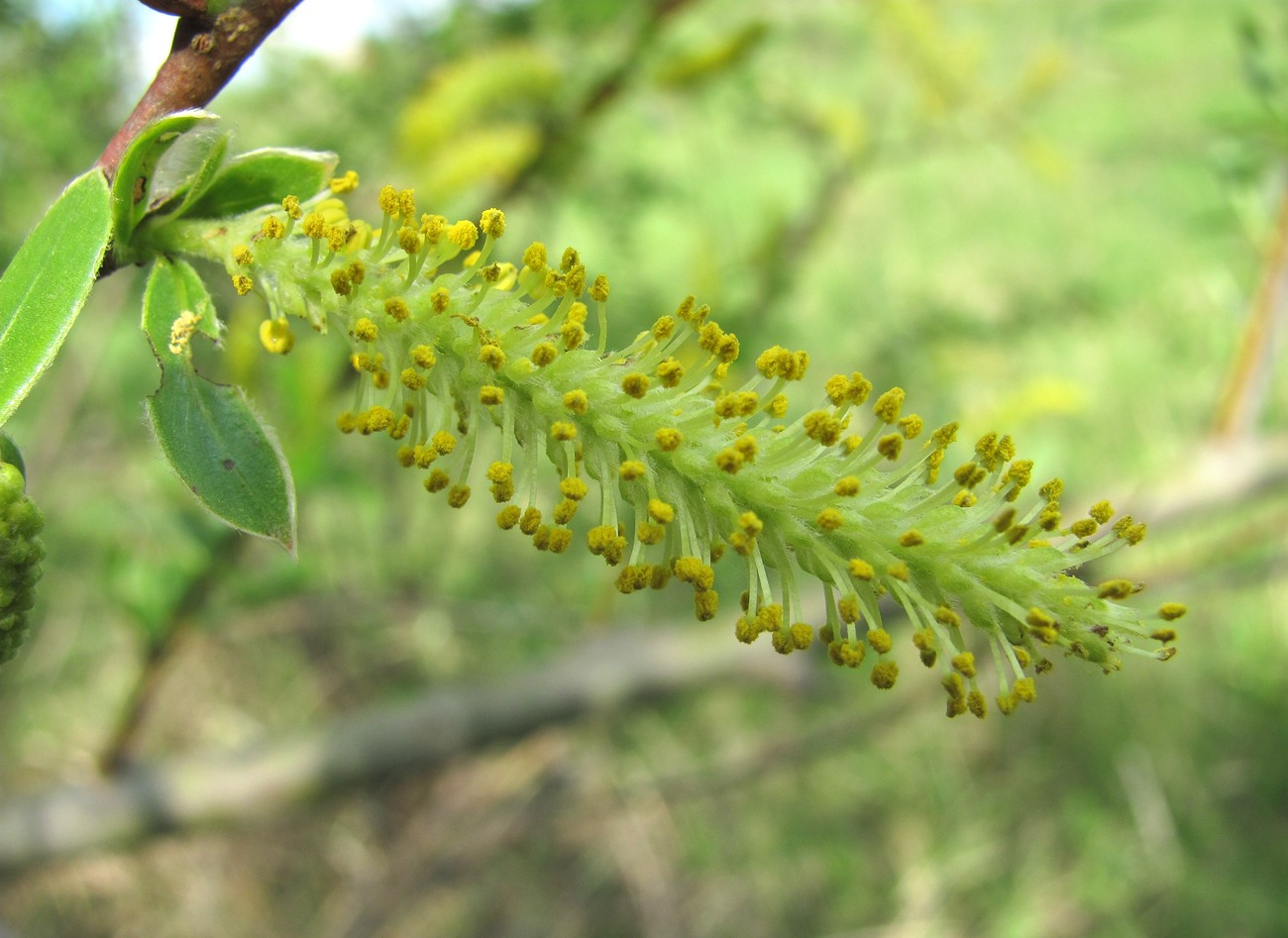 Image of Salix alba specimen.