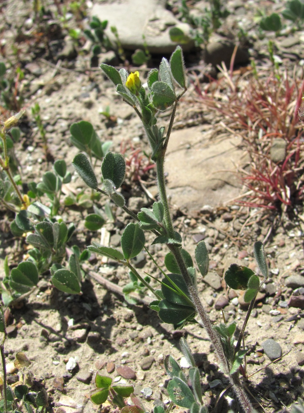 Image of Medicago minima specimen.