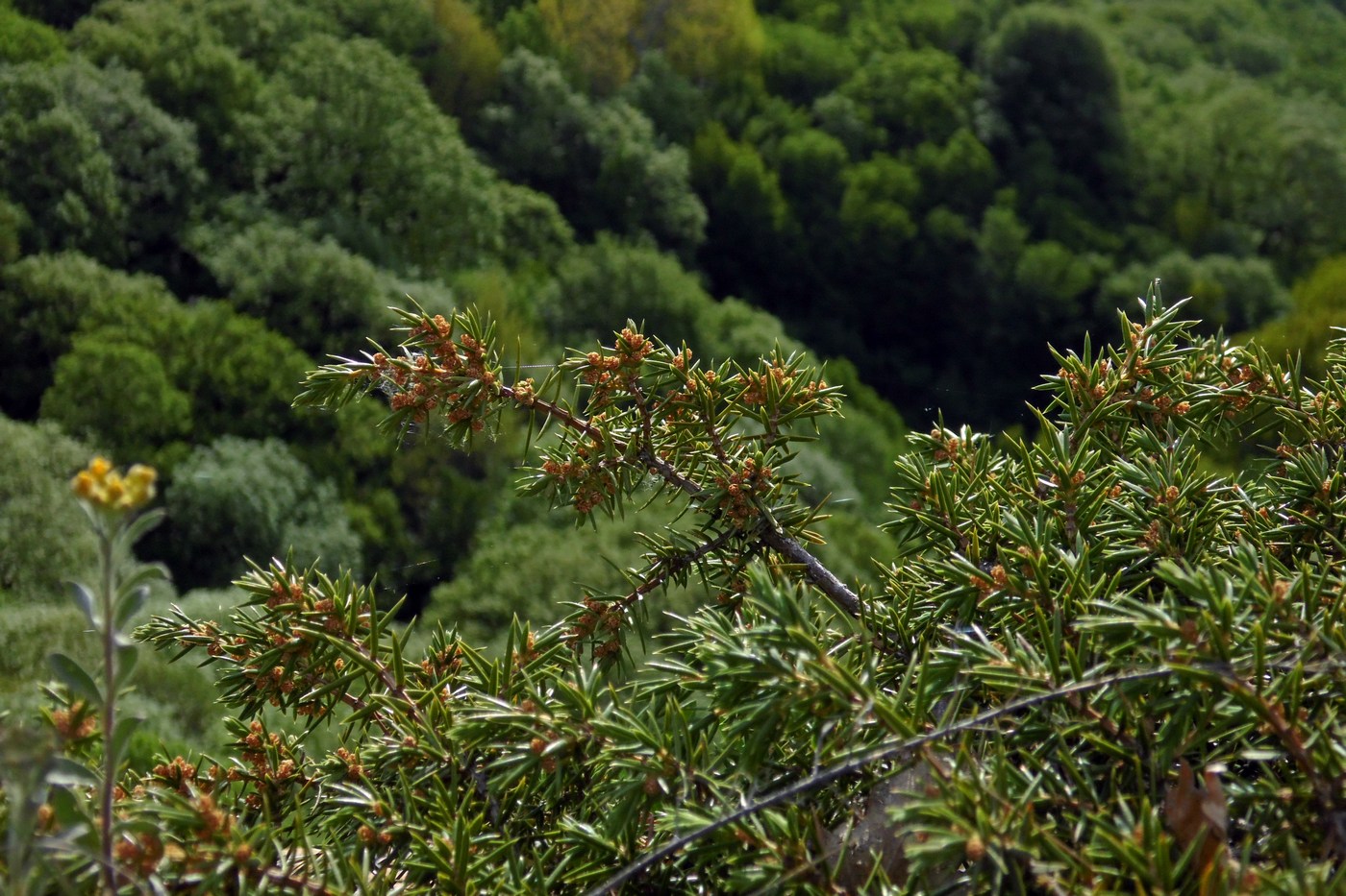 Image of Juniperus hemisphaerica specimen.