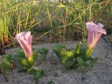 Calystegia soldanella