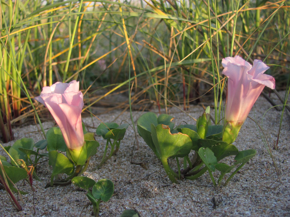 Image of Calystegia soldanella specimen.