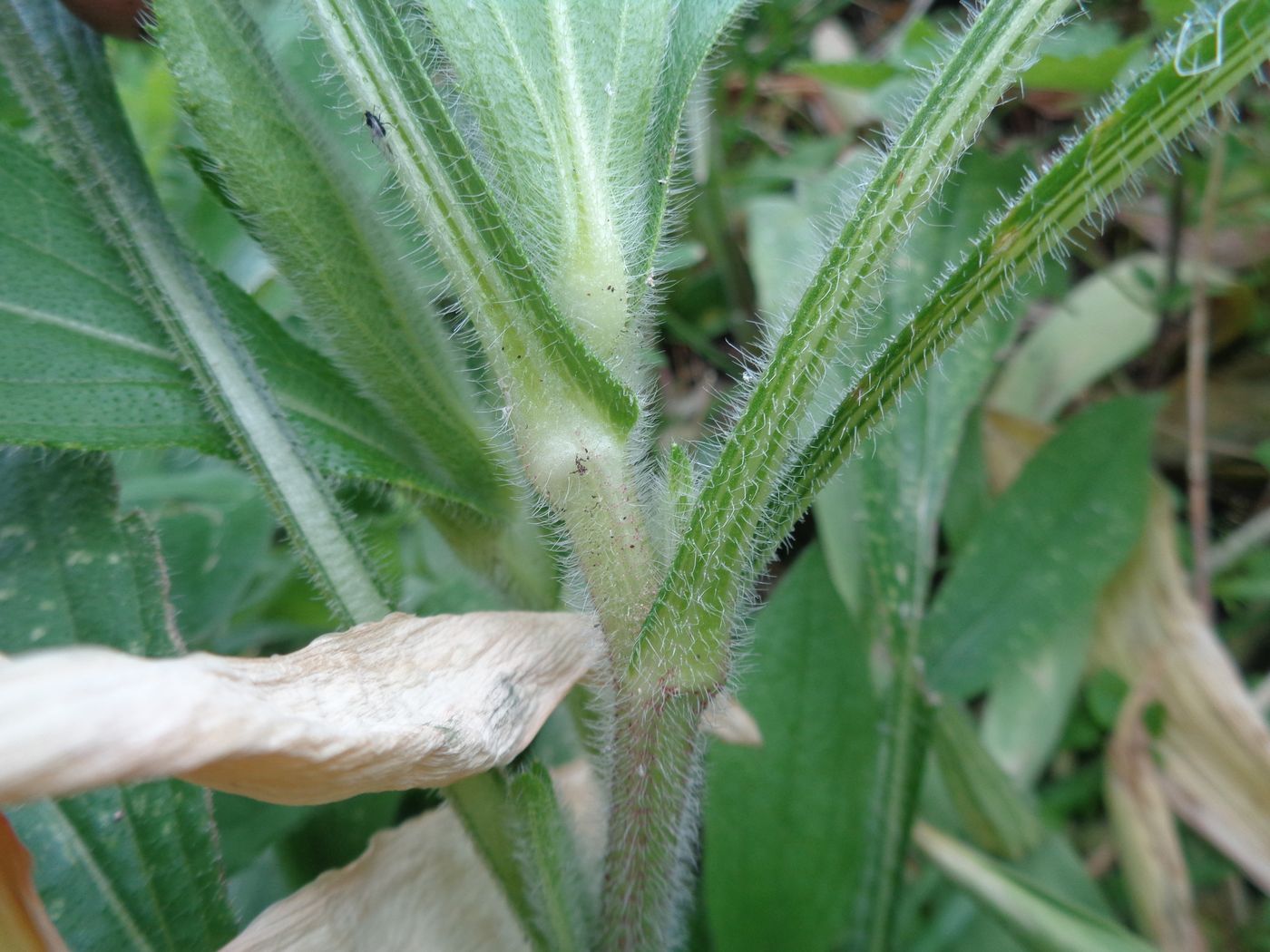 Image of Rudbeckia hirta specimen.