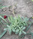 Alyssum szovitsianum