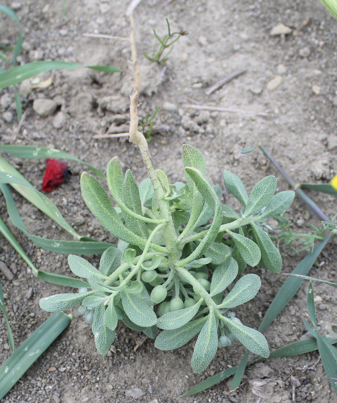 Image of Alyssum szovitsianum specimen.