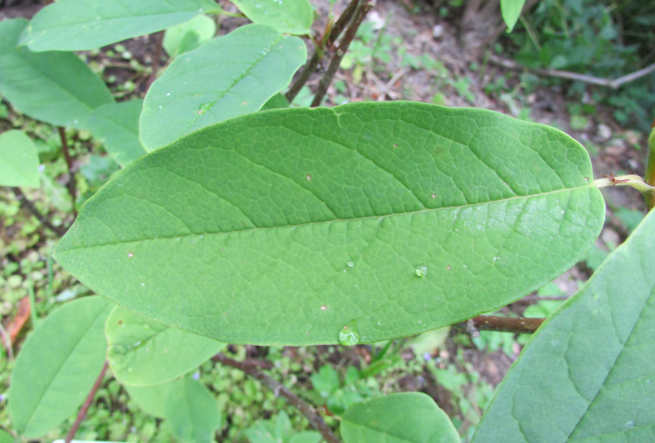 Image of Magnolia wilsonii specimen.