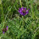 Astragalus austroaltaicus