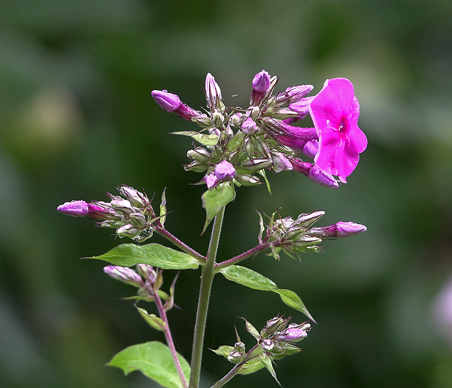 Изображение особи Phlox paniculata.