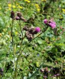 Cirsium elbrusense