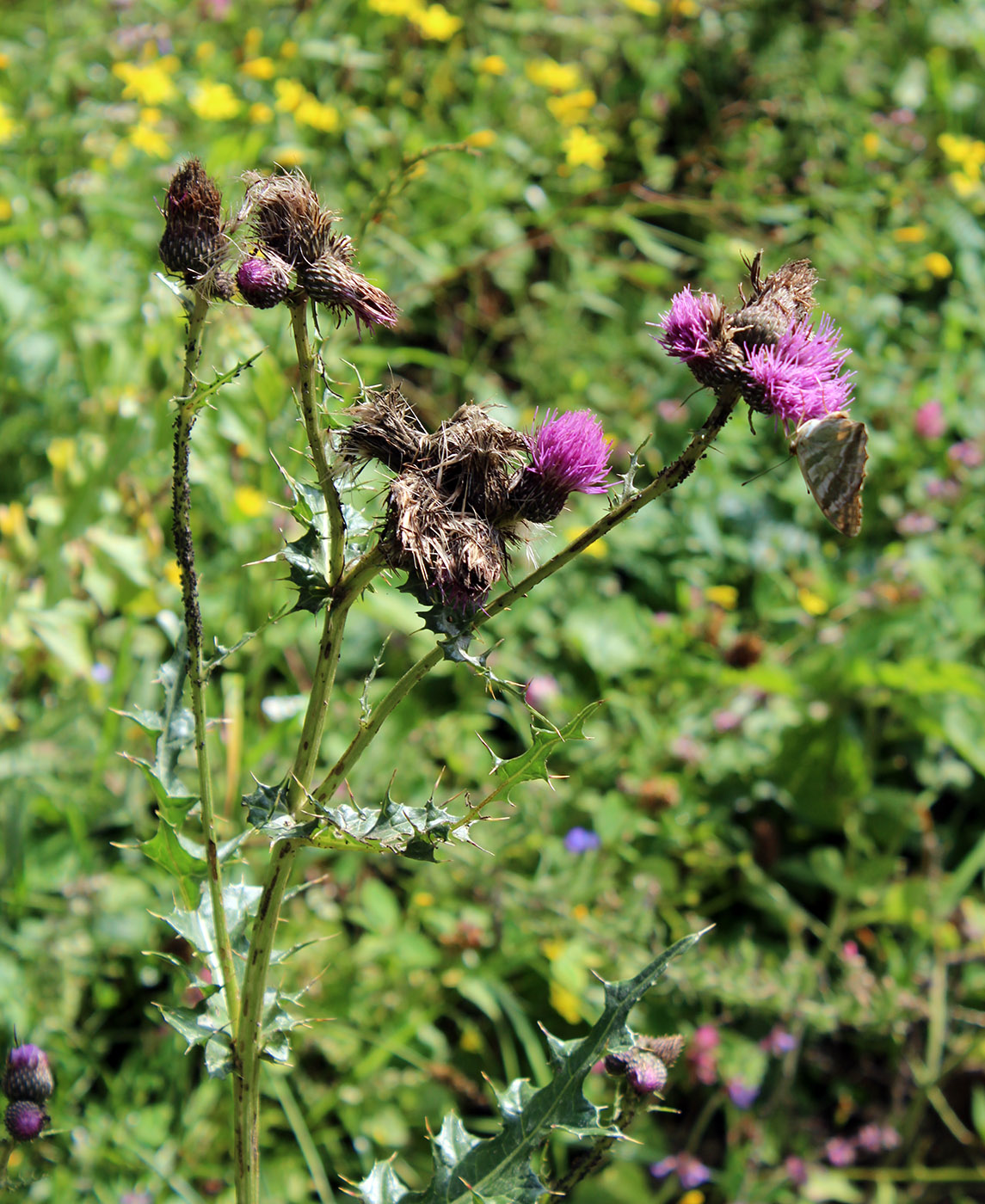 Изображение особи Cirsium elbrusense.