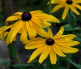 Rudbeckia hirta