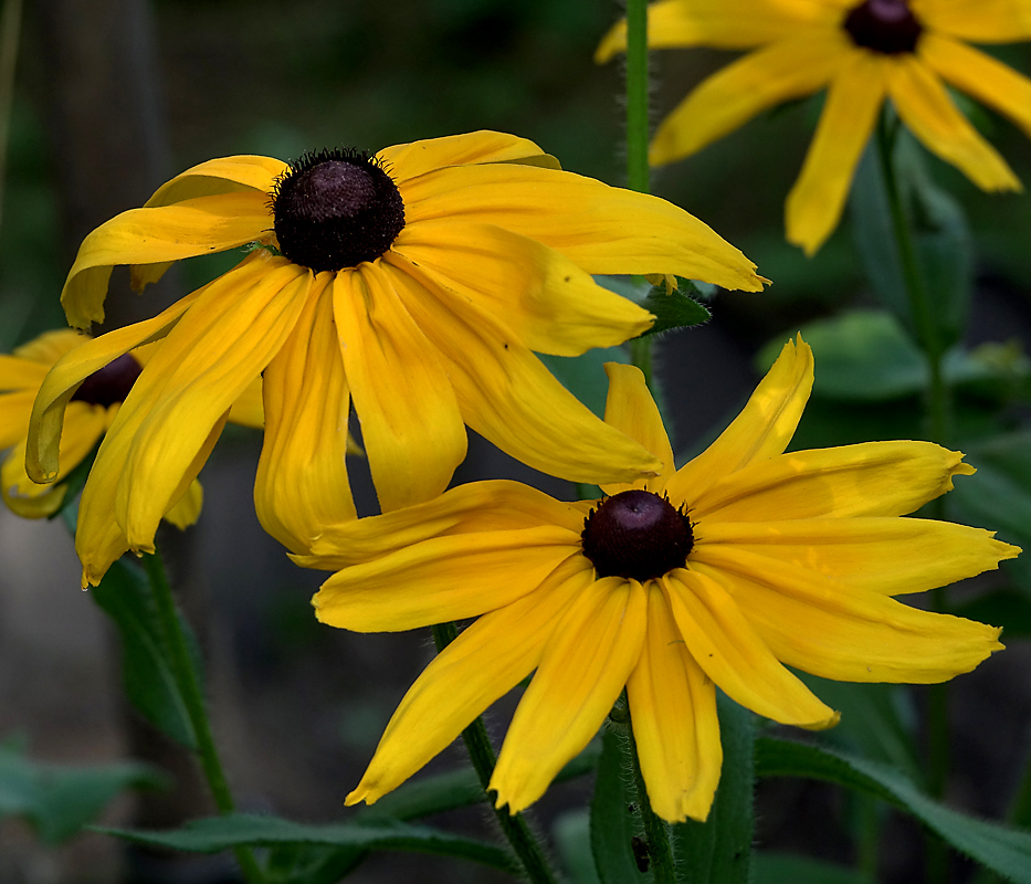 Изображение особи Rudbeckia hirta.