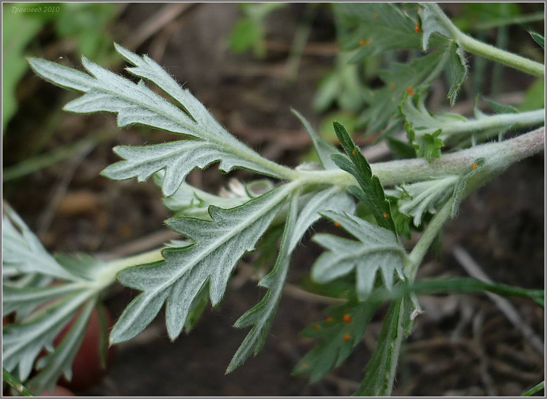 Изображение особи Potentilla argentea.