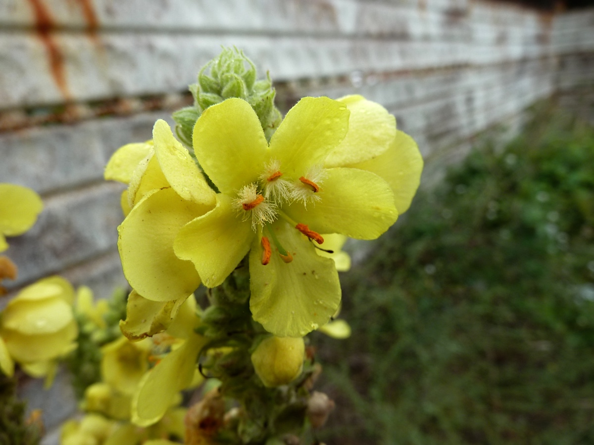 Image of Verbascum densiflorum specimen.