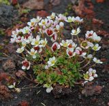 Micranthes merkii