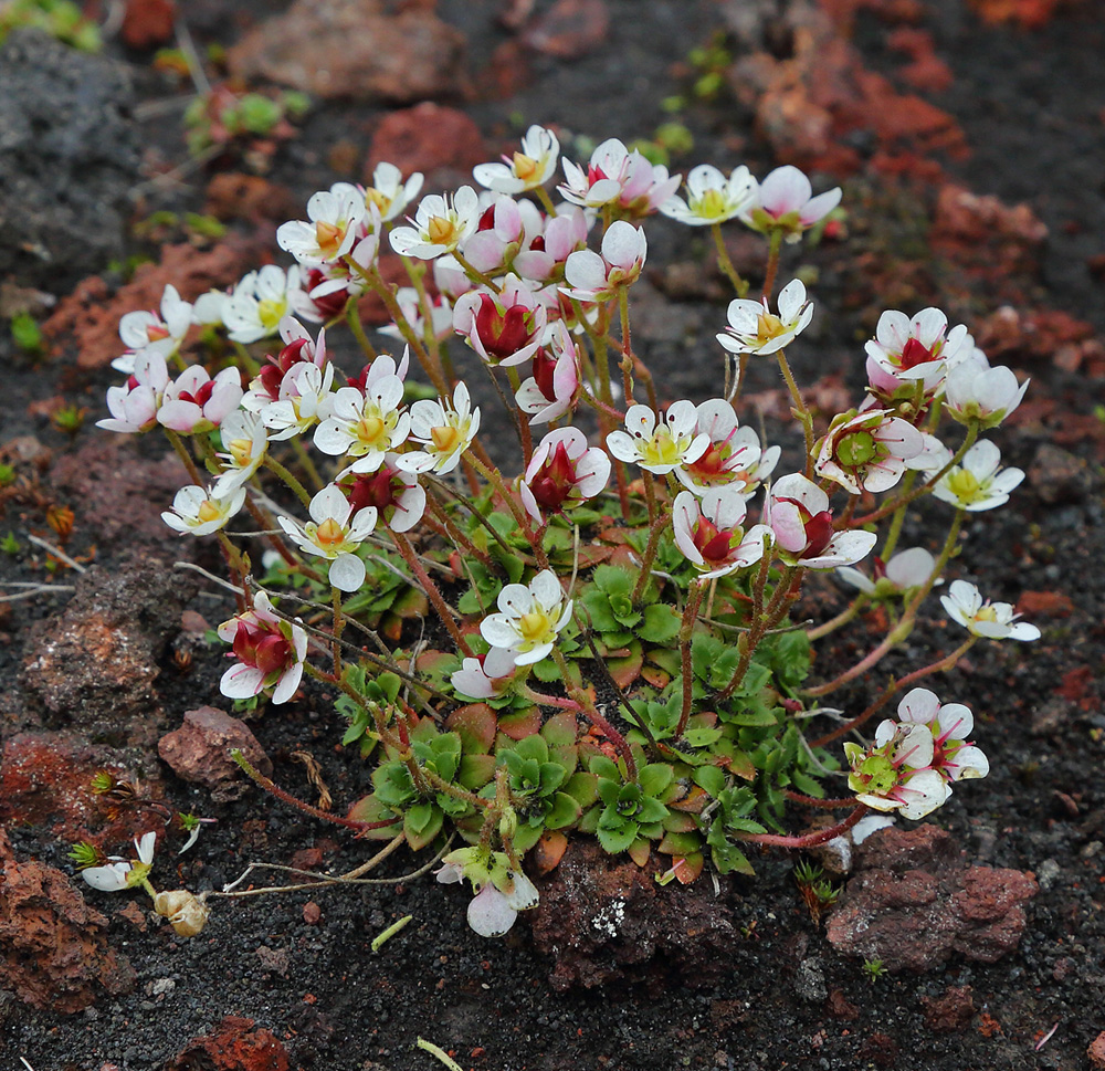 Изображение особи Micranthes merkii.