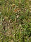 Carlina vulgaris. Верхушка цветущего растения. Нидерланды, провинция Limburg, окр. деревни Wahlwiller, южный склон холма Kruisberg, сенокосный луг. 17 августа 2013 г.