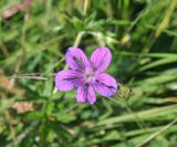 Geranium palustre